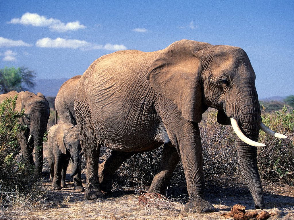 African Elephants, Africa